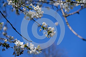 Spring tree flowering. White blooming tree.