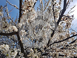 Jarní kvetoucí strom. Bíle kvetoucí strom.