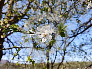 Jarní kvetoucí strom. Bíle kvetoucí strom.