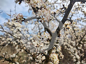 Spring tree flowering. White blooming tree.