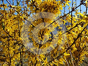 Jarní kvetení stromu - Forsythia květina.