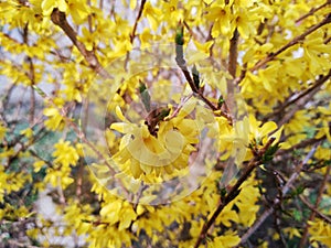 Spring tree flowering - Forsythia flower.