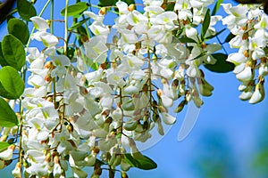 spring tree flowers against the blue sky, Asia