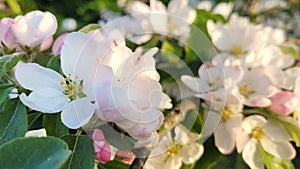 Spring tree flowers, evening sun, Denmark