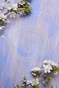 Spring tree Flowers on old vintage blue board background