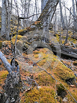 Spring tree in the forest