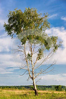 Spring tree with fresh green leaves