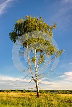 Spring tree with fresh green leaves