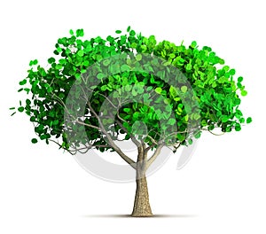 A spring tree isolated 3D illustration