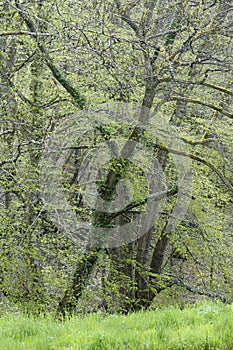 Spring tree with ivy, Nivernais Canal, Burgundy