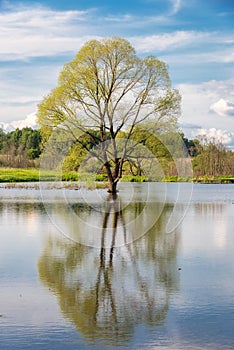 Spring tree in the lake during a high water