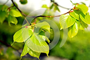 Spring tree leaves.