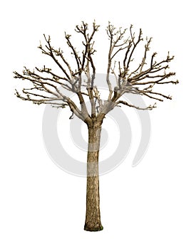 Spring tree without leaves isolated on white