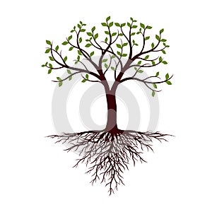 Spring Tree with leaves and Roots on white background. Vector Illustration