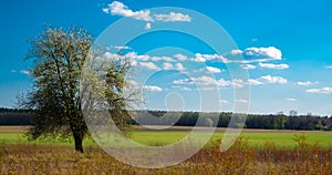 SPRING TREE ON MEADOW AND FOREST