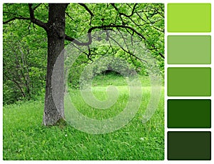 Spring tree with palette color swatches