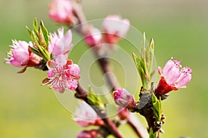Spring tree pink flowers