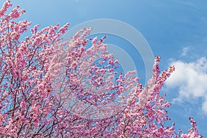 Spring tree with pink flowers almond blossom on blue sky background