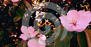 spring tree with pink flowers almond blossom on a branch background, on sunset sky with daily light with sun flare