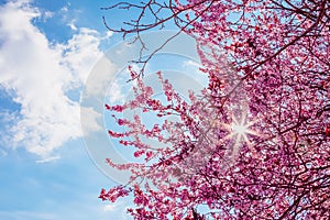 Spring tree with pink flowers almond blossom on a branch on green background, on blue sky with daily light