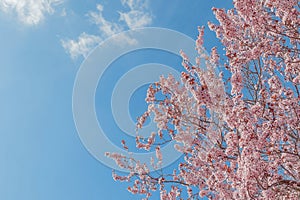 Spring tree with pink flowers almond blossom on a branch on green background, on blue sky with daily light