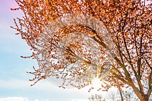 Spring tree with pink flowers almond blossom on a branch on green background, on sunset sky with sun rays light