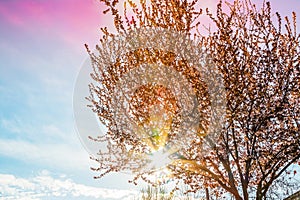 Spring tree with pink flowers almond blossom on a branch on green background, on sunset sky with sun rays light