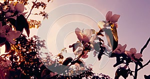 Spring tree with pink flowers almond blossom on branch with movement at