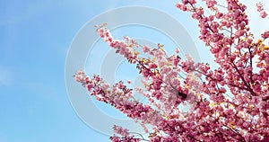 Spring tree with pink flowers almond blossom on branch with movement at wind, on blue sky with daily