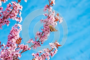 Spring tree with pink flowers almond blossom with butterfly on a branch on green background, on blue sky with daily light