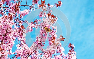 Spring tree with pink flowers almond blossom with butterfly on a branch on green background, on blue sky with daily light