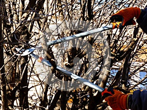 Spring tree pruning and maintenance at high elevation.