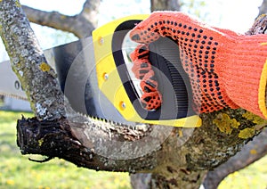 Spring tree pruning. Removing dry and damaged branches with a hacksaw.