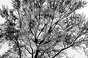 Spring Tree Silhouette