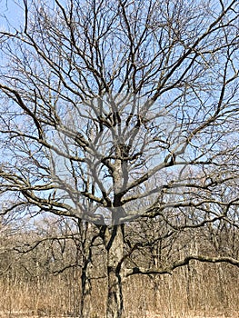 Spring tree still without green leaves.