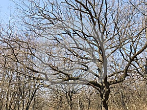 Spring tree still without green leaves.