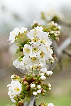 Spring tree white flowers