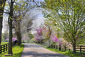 Spring Trees