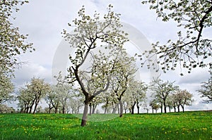 Primavera alberi 