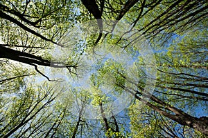 Spring Trees