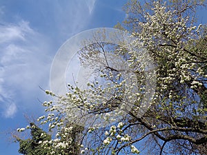 Spring trees against amazing sky