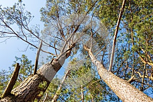 Spring trees against the blue sky