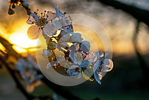 In the spring the trees bloomed. Beautiful sunset in the background