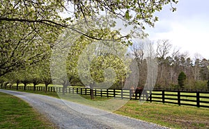 Spring Trees Blooming Beside Driveway and Horses