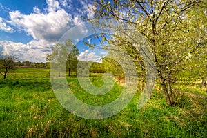 Spring trees on country field