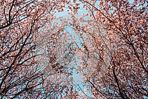 Spring Trees Flowers Blossom Background, Nature Scene with Blooming Pink Tree