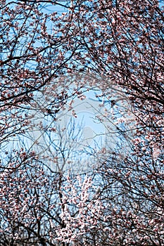 Spring Trees Flowers Blossom Background, Nature Scene with Blooming Pink Tree