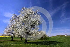 Spring trees orchard landscape