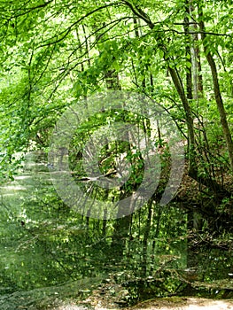 Spring Trees Reflect on Pond Water