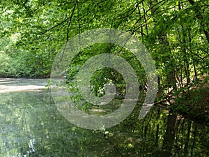 Spring Trees Reflect on Pond Water